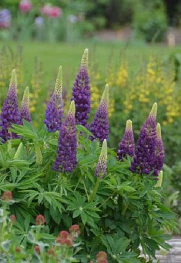 Lupine Popsicle Blue Seeds for Vibrant Lupine Flowers