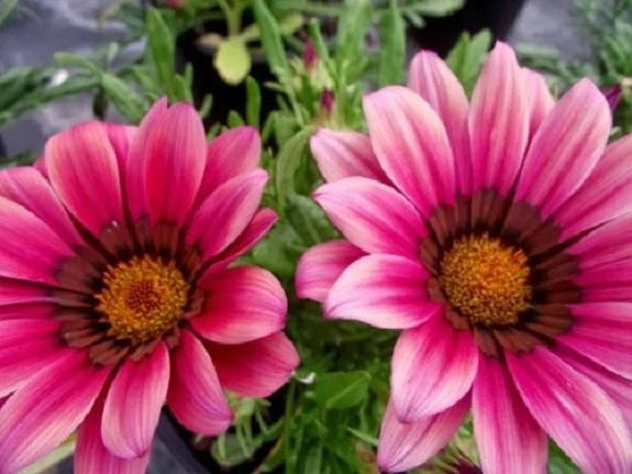 Pink Gazania Rigens Flower seeds for Planting - Easy to Grow, Heirloom & GMO Free Seeds for Home Garden
