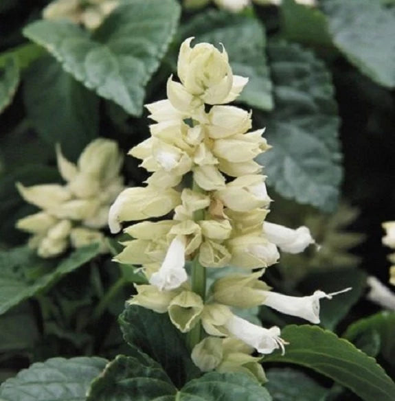 Light Yellow Lavender Flower seeds for Planting - Premium Quality, Heirloom & GMO Free Seeds for Home Garden