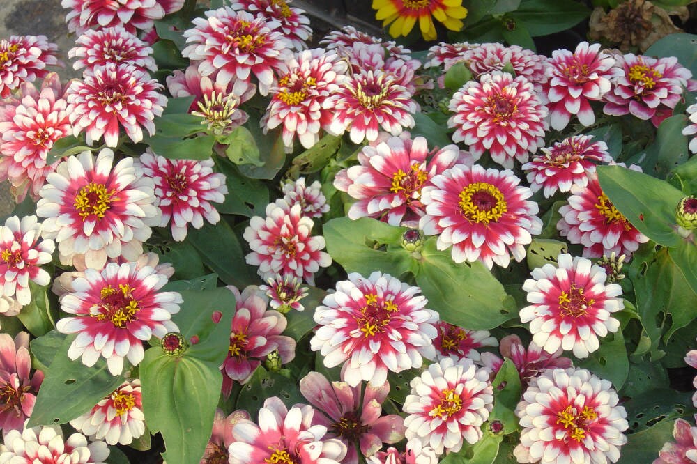Red (Red Cream) seeds for planting in home garden