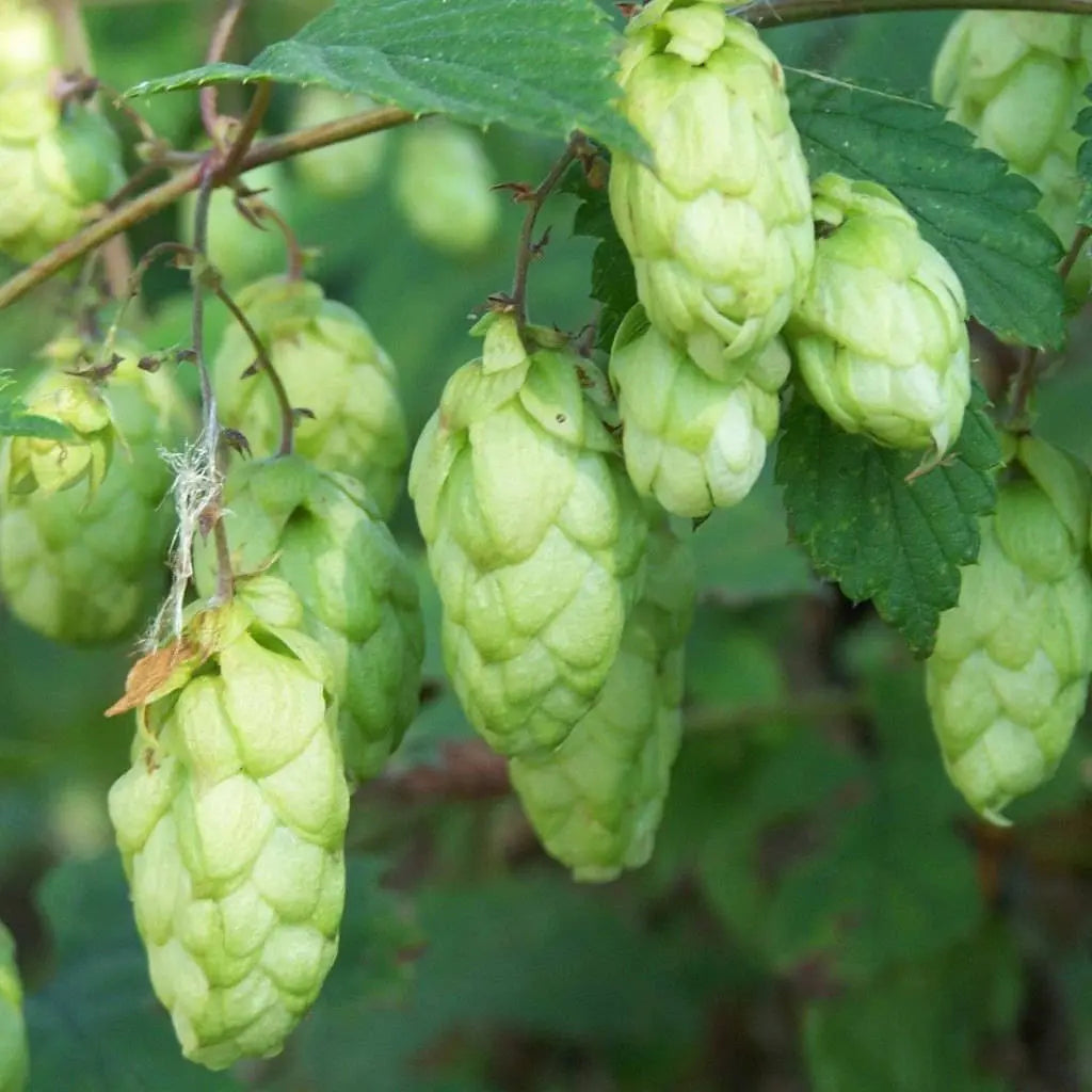 Humulus Lupulus Flower seeds for Planting - Seasonal Bloomer, Heirloom & GMO Free Seeds for Home Garden
