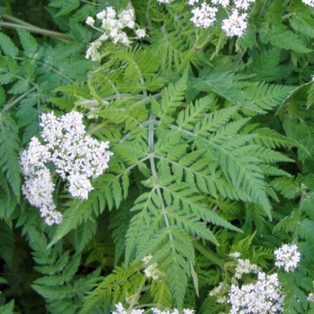 Cicely Myrrhis Odorata Flower seeds for Planting - Low Maintenance, Heirloom & GMO Free Seeds for Home Garden