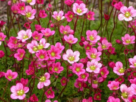 Light Pink Saxifraga Flower seeds for Planting - Long Bloom Season, Heirloom & GMO Free Seeds for Home Garden