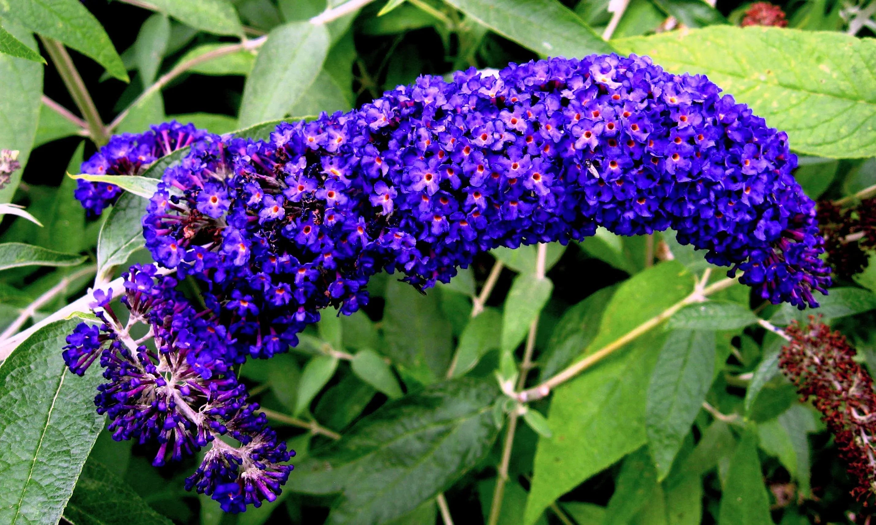 Fragrant Buddleja Flower Seeds For Planting Plant Seeds