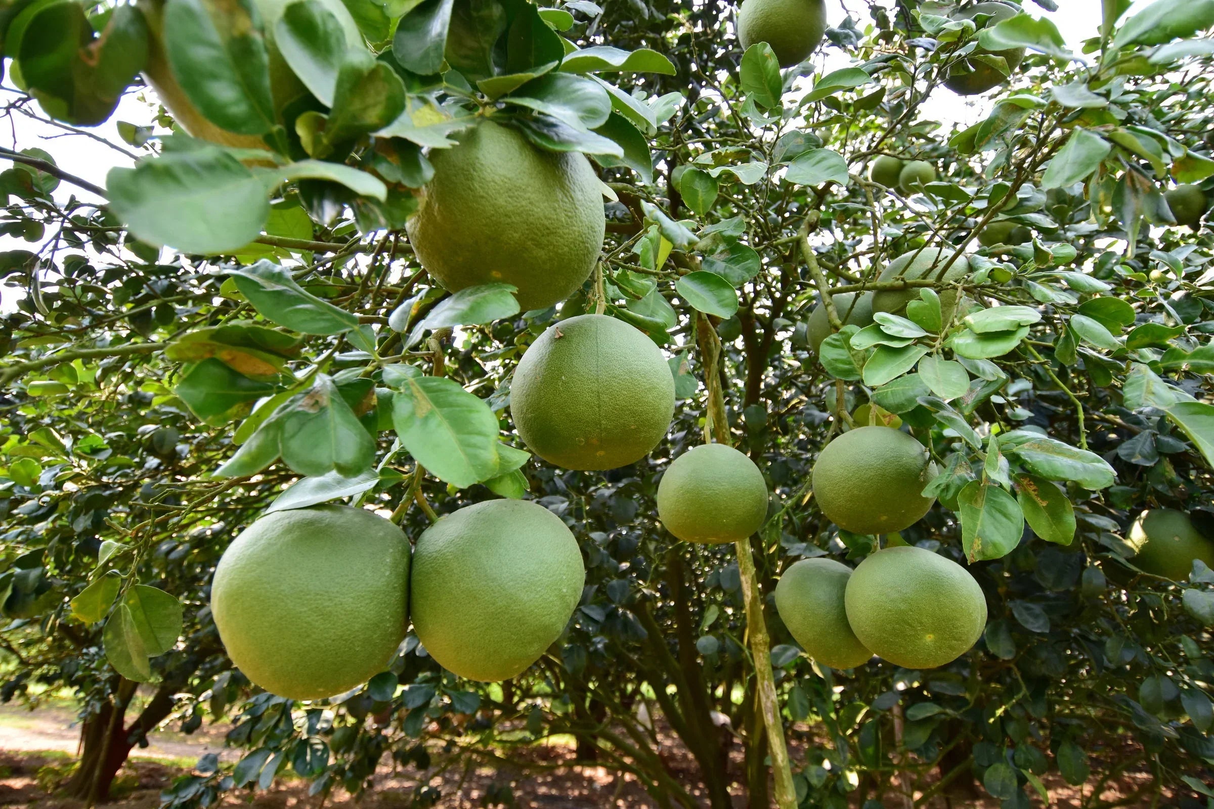 Davao Pomelo Fruit Seeds For Planting - Tropical Citrus Home Gardening