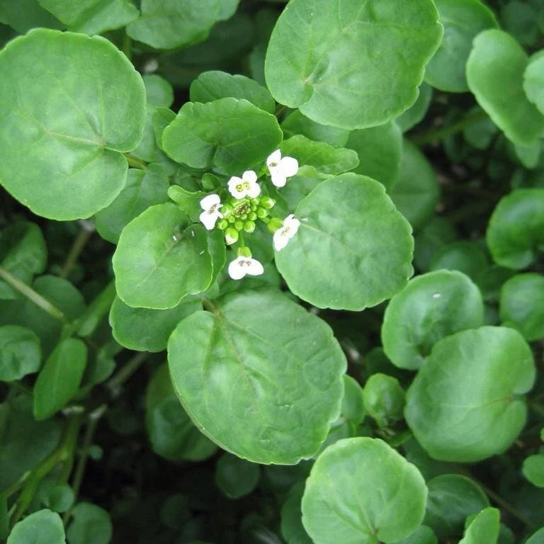Green Nasturtium Flower seeds for Planting - Shade Tolerant, Heirloom & GMO Free Seeds for Home Garden