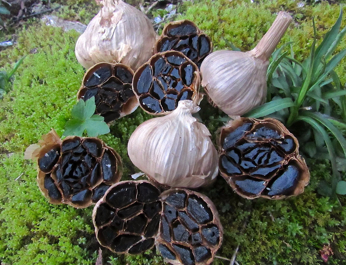 Black Garlic Seeds for Planting Heirloom Vegetable Seeds for Planting, Seeds | Heirloom Non-GMO - Evergrowseeds