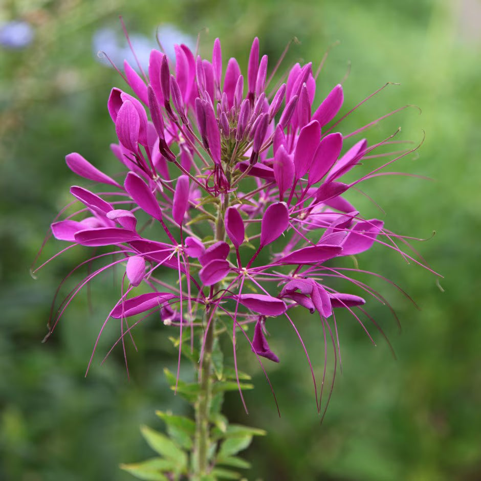 Purple Cleome Hasslerana Flower seeds for Planting - Compact Growth, Heirloom & GMO Free Seeds for Home Garden