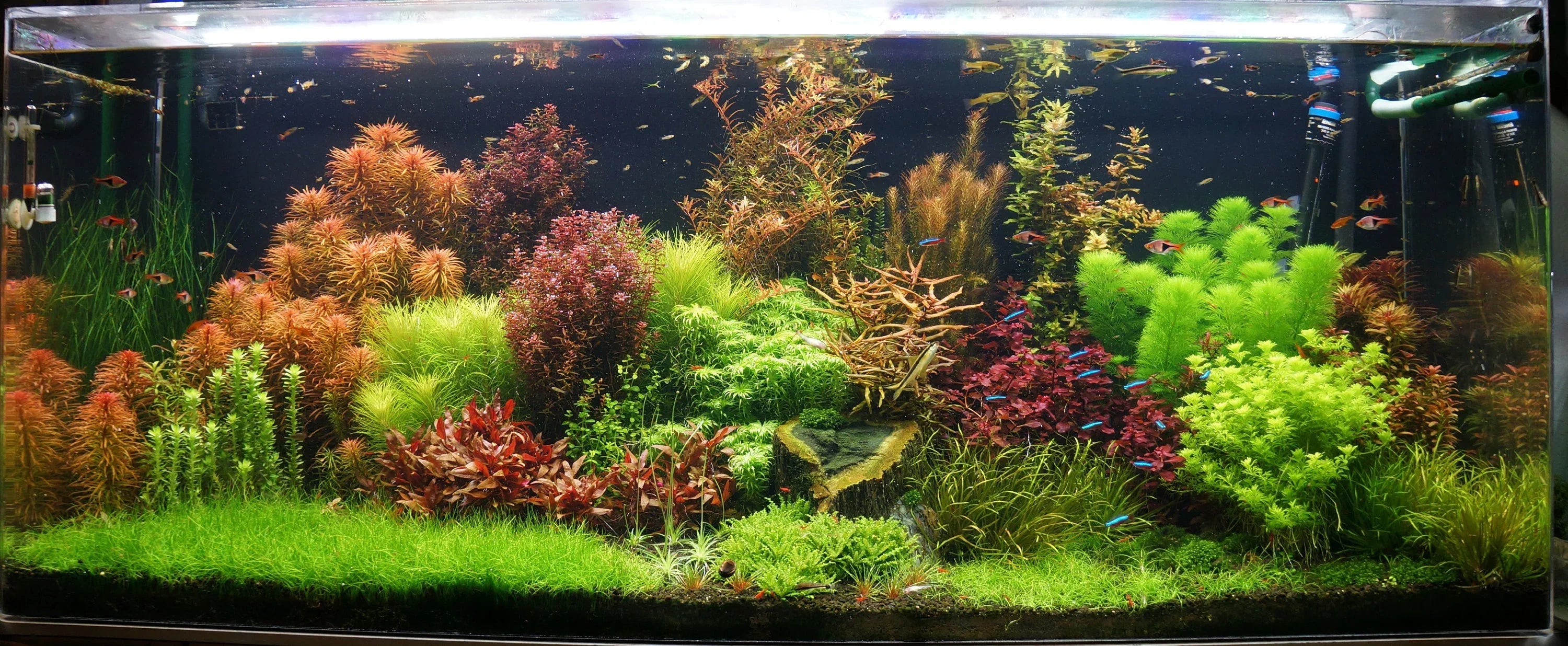 Aquarium Plant Seeds For Aquatic Gardening Seeds
