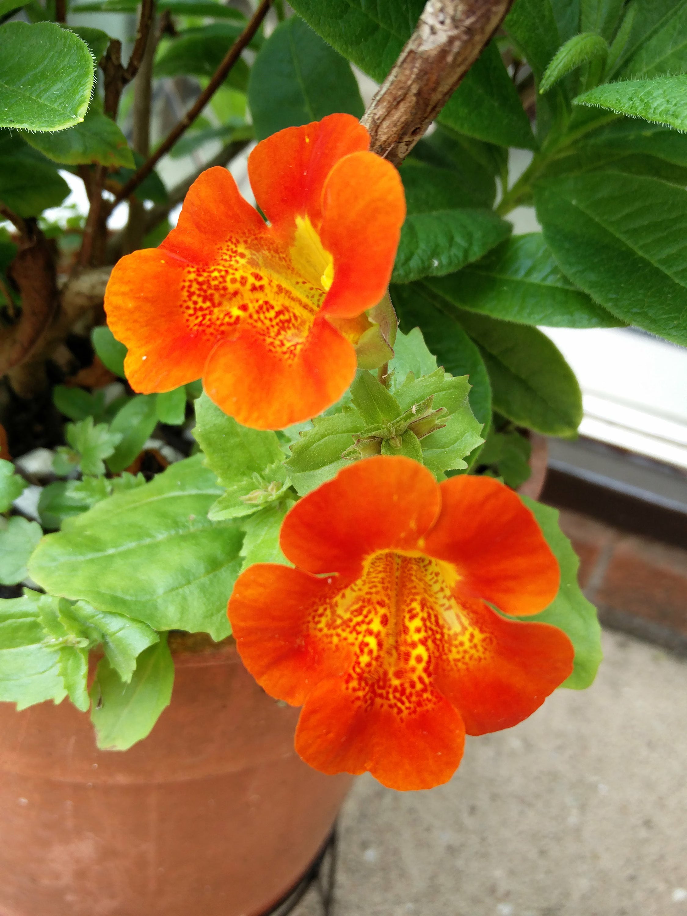 Orange Mimulus Flower seeds for Planting - Wildflower Mix, Heirloom & GMO Free Seeds for Home Garden
