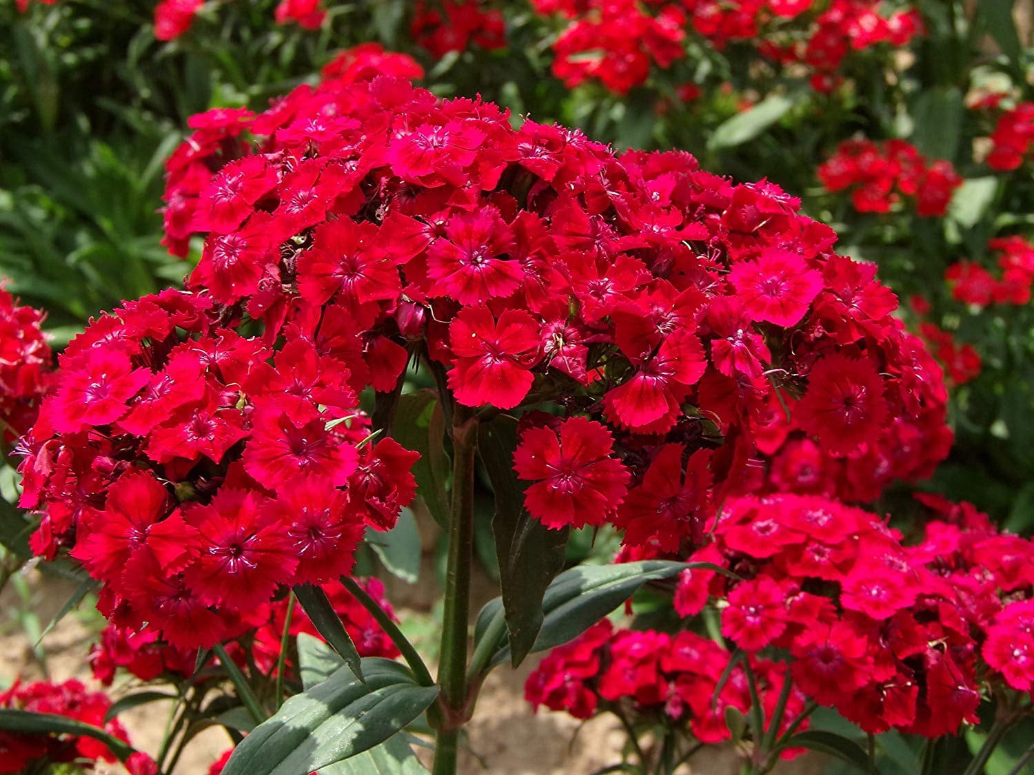 Red William Flower seeds for Planting - Compact Growth, Heirloom & GMO Free Seeds for Home Garden