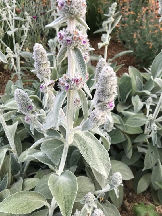 Stachys Flower seeds for Planting - Garden Favorite, Heirloom & GMO Free Seeds for Home Garden