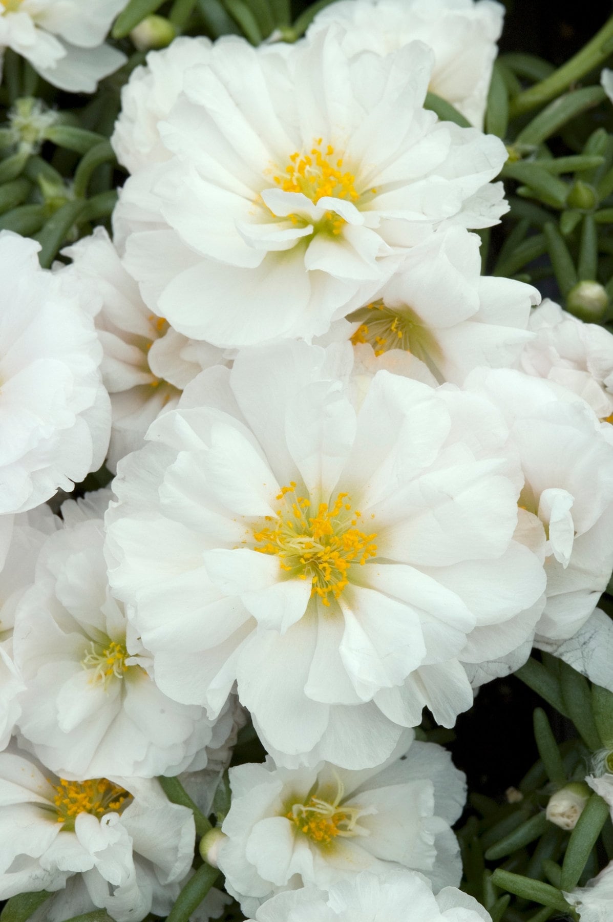 White Portulaca Flower seeds for Planting - Hardy Variety, Heirloom & GMO Free Seeds for Home Garden