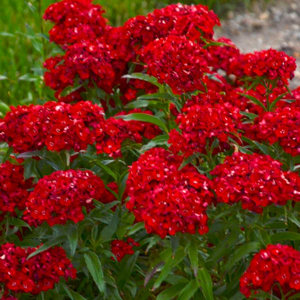 Red William Flower seeds for Planting - Compact Growth, Heirloom & GMO Free Seeds for Home Garden