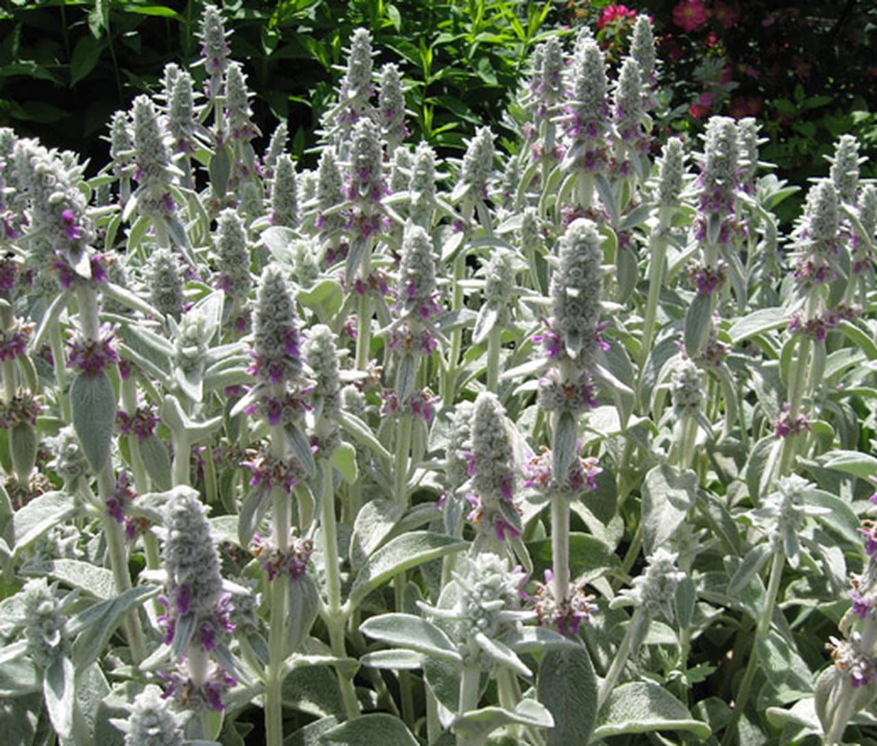 Lamb's Ear Flower seeds for Planting - Compact Growth, Heirloom & GMO Free Seeds for Home Garden
