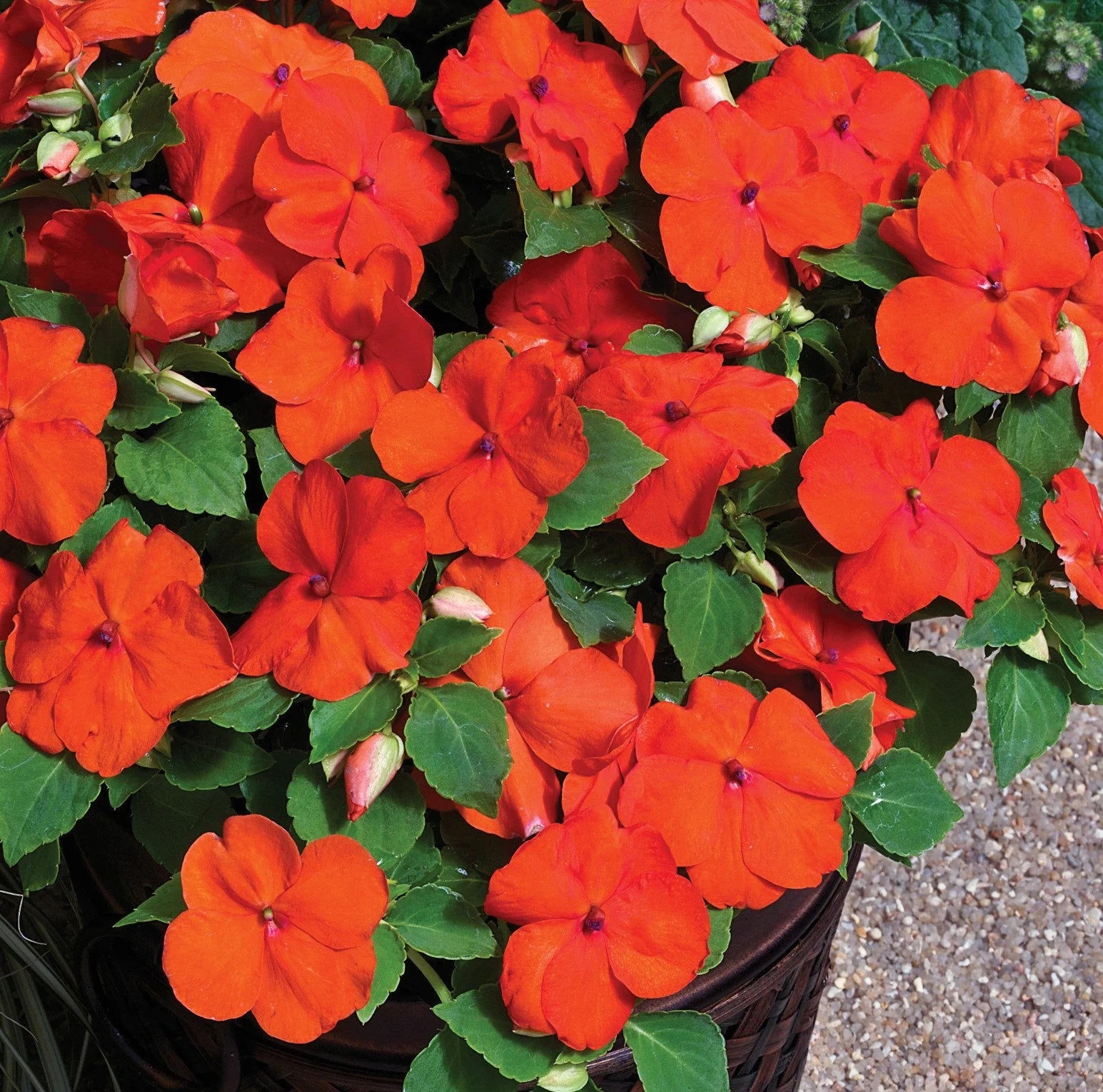 Orange Impatiens Flower seeds for Planting - Bright Blooms, Heirloom & GMO Free Seeds for Home Garden