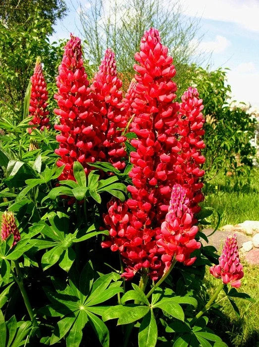Lupine Red Flower seeds for Planting - Easy to Grow, Heirloom & GMO Free Seeds for Home Garden