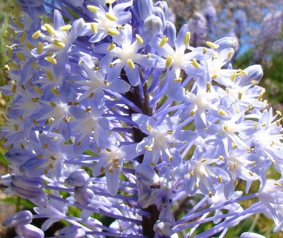 Scilla Natalensis Bluebell Flower Scilla natalensis Seeds for Planting in Flower Bed