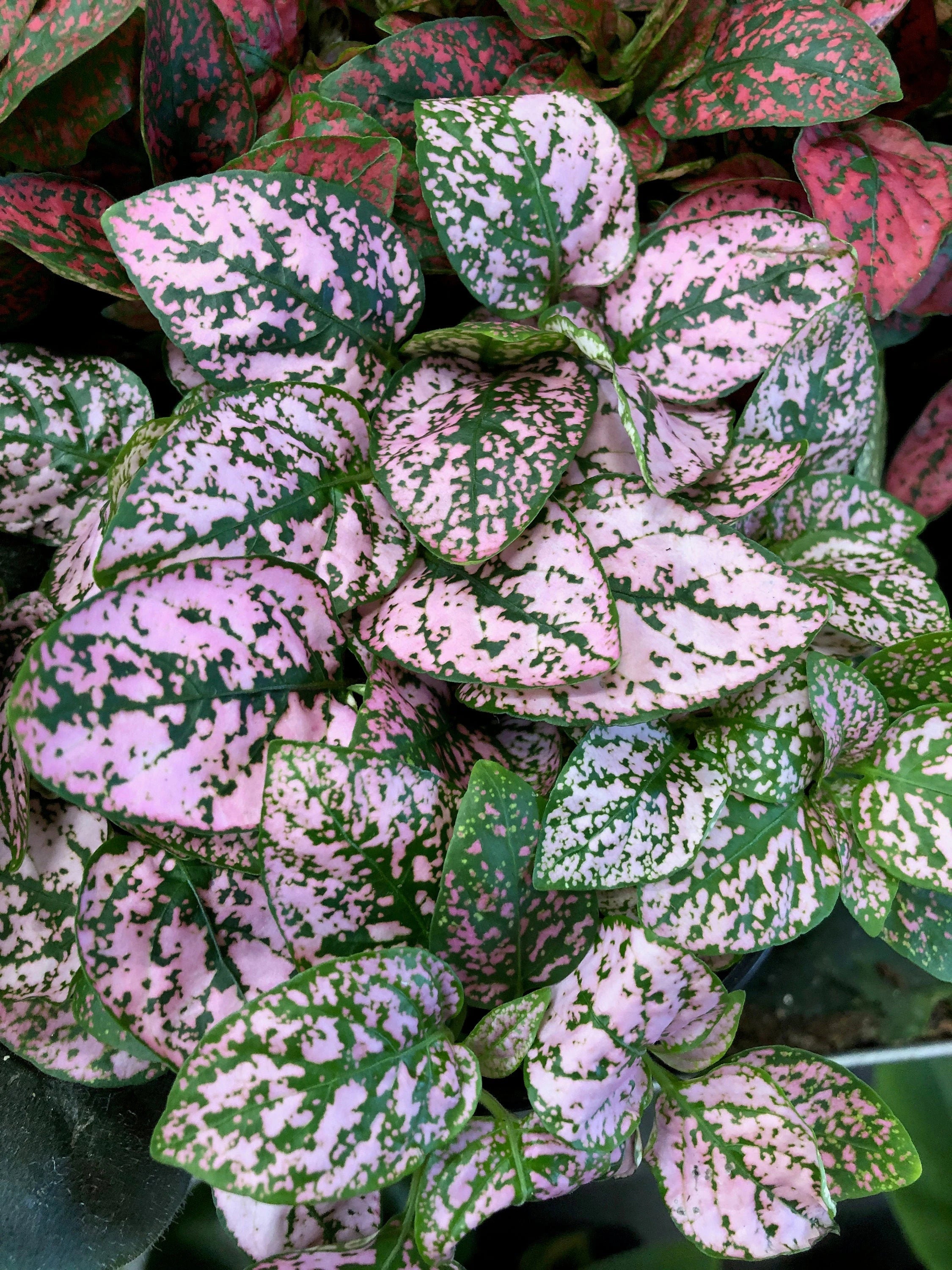 Mix Hypoestes Flower seeds for Planting - Vibrant Colors, Heirloom & GMO Free Seeds for Home Garden