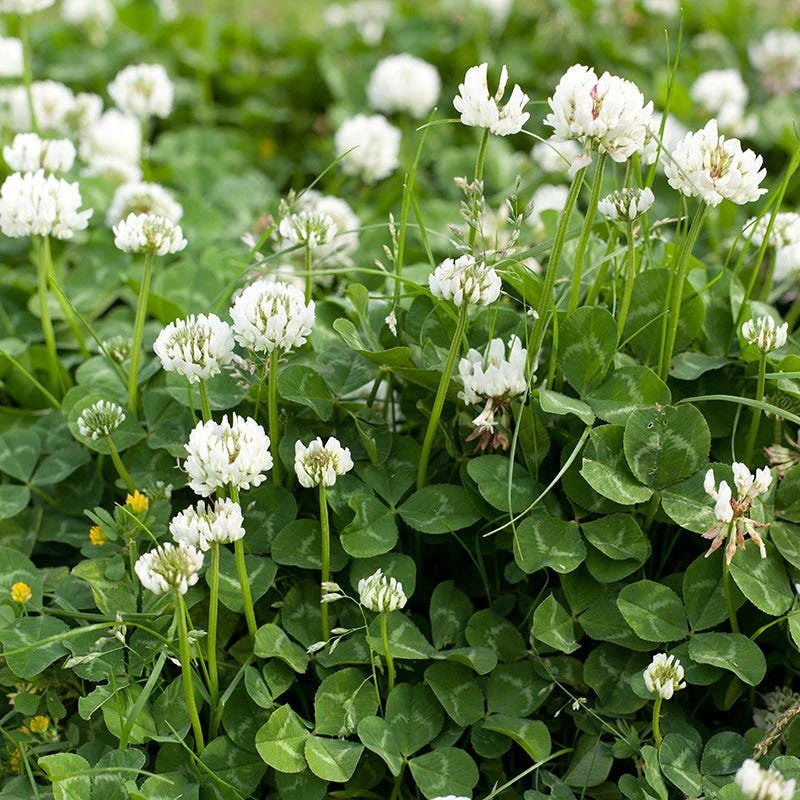 Green Clover Seeds for Planting - Hardy Perennial Flowering Clover Garden Seeds