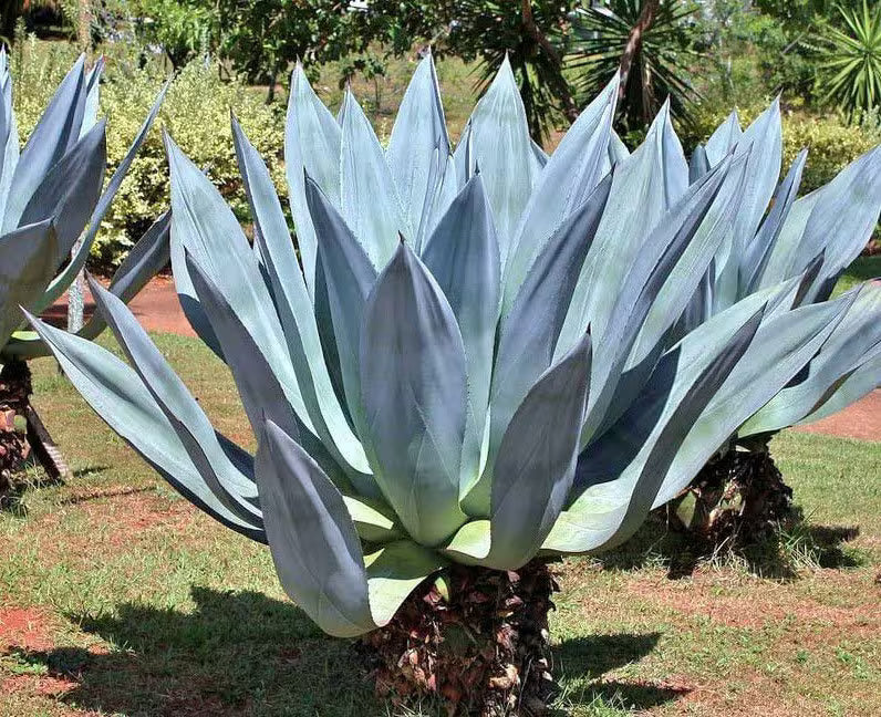 Green Agave Ferox Flower seeds for Planting - Sun Loving, Heirloom & GMO Free Seeds for Home Garden