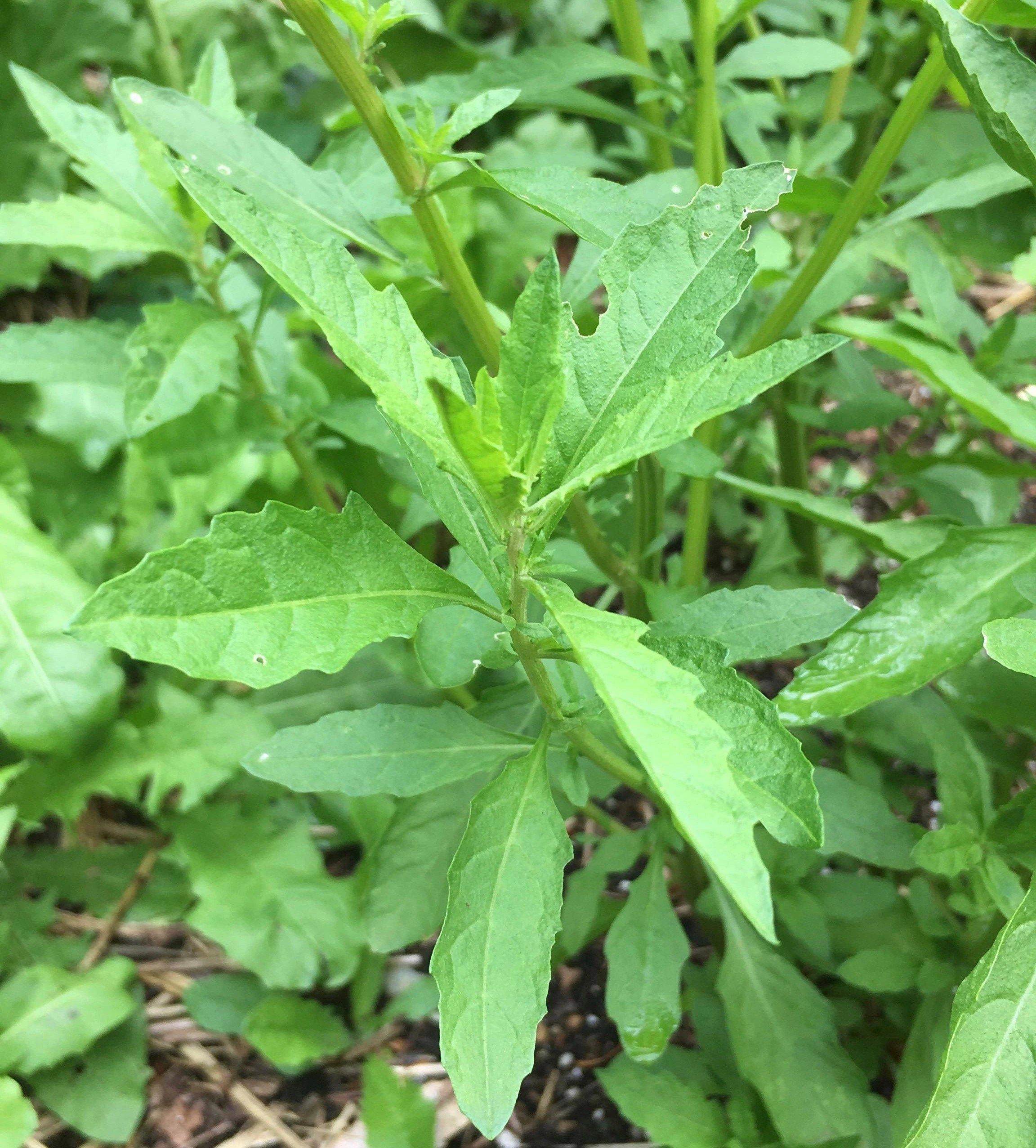 Epazote Dysphania Ambrosioides Seeds – Heirloom Non-GMO Herb for Easy Home Garden Planting