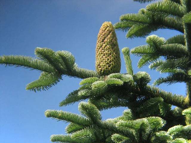 Abies Nobilis Tree Seeds | Evergreen Planting Seeds