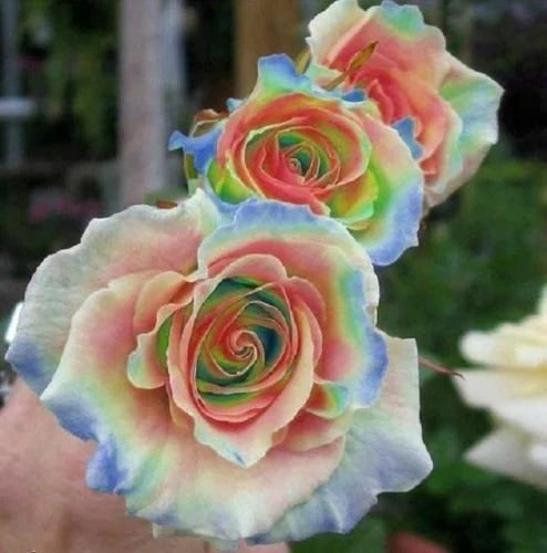 Mixed Rose Rare Bonsai Rainbow Flower Seeds for Planting  Vibrant Colorful Bonsai Seeds for Your Garden