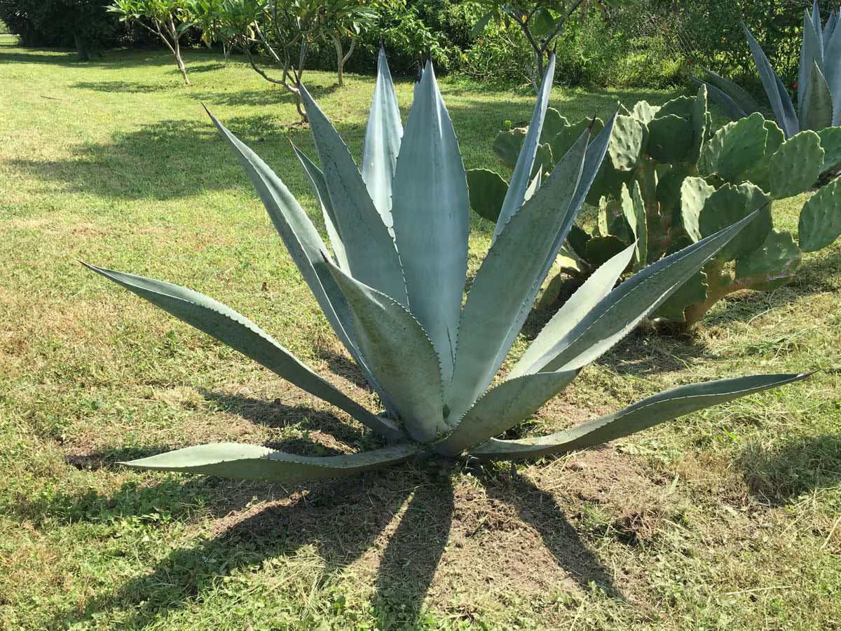 Green Agave Ferox Flower seeds for Planting - Sun Loving, Heirloom & GMO Free Seeds for Home Garden