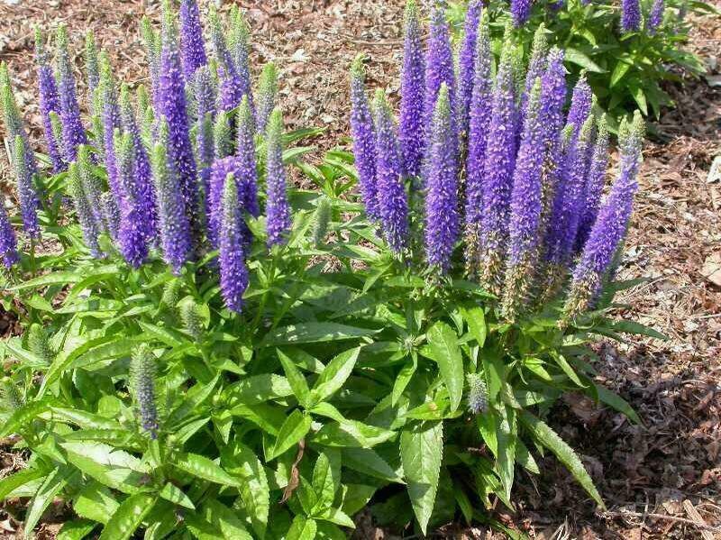 Veronica Flower seeds for Planting - Shade Tolerant, Heirloom & GMO Free Seeds for Home Garden