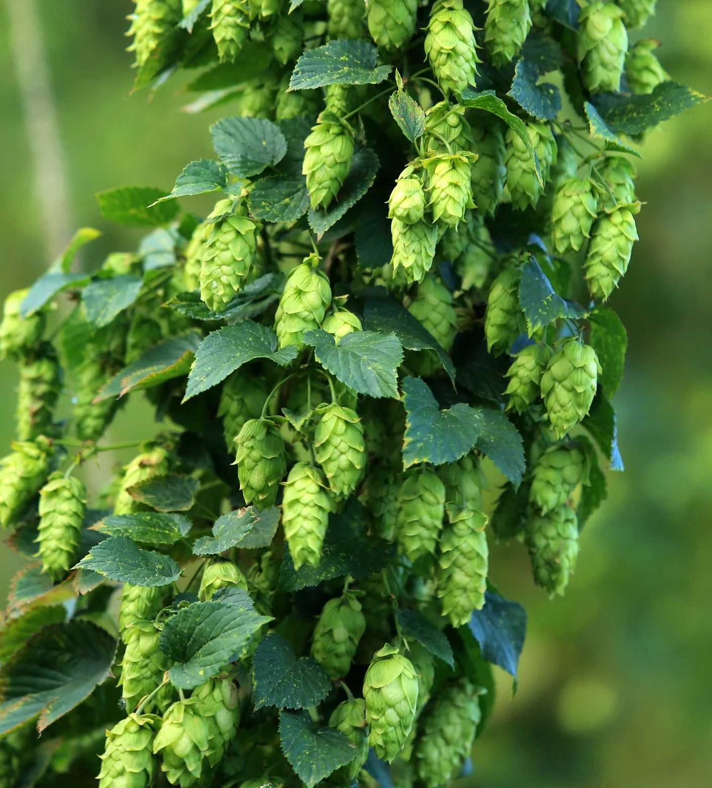 Green Hop Flower seeds for Planting - Low Maintenance, Heirloom & GMO Free Seeds for Home Garden