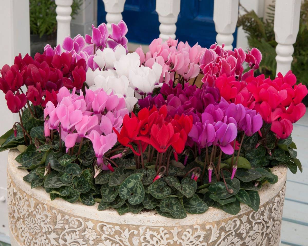 Persicum Flower seeds for Planting - Fragrant Blossoms, Heirloom & GMO Free Seeds for Home Garden