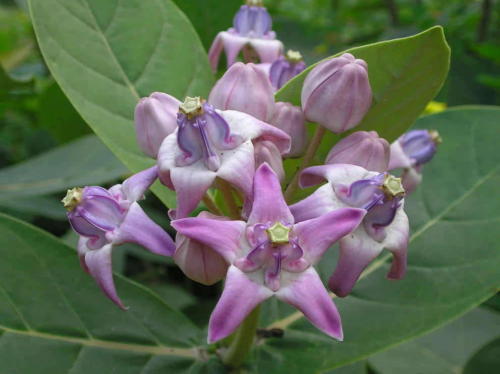 Purple Calotropis Gigantea Flower seeds for Planting - Pollinator Friendly, Heirloom & GMO Free Seeds for Home Garden Sa