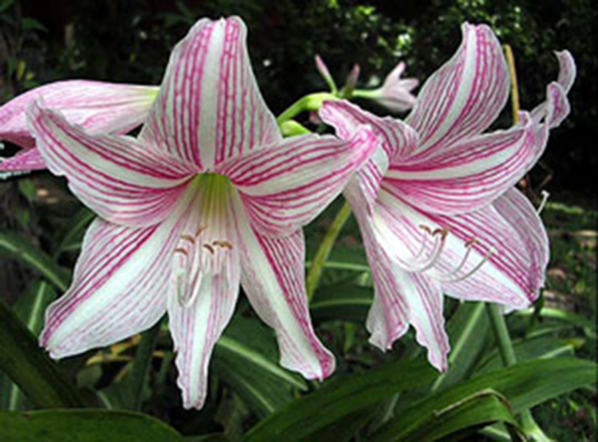 Pink Hippeastrum Rutilum Flower seeds for Planting - Sun Loving, Heirloom & GMO Free Seeds for Home Garden