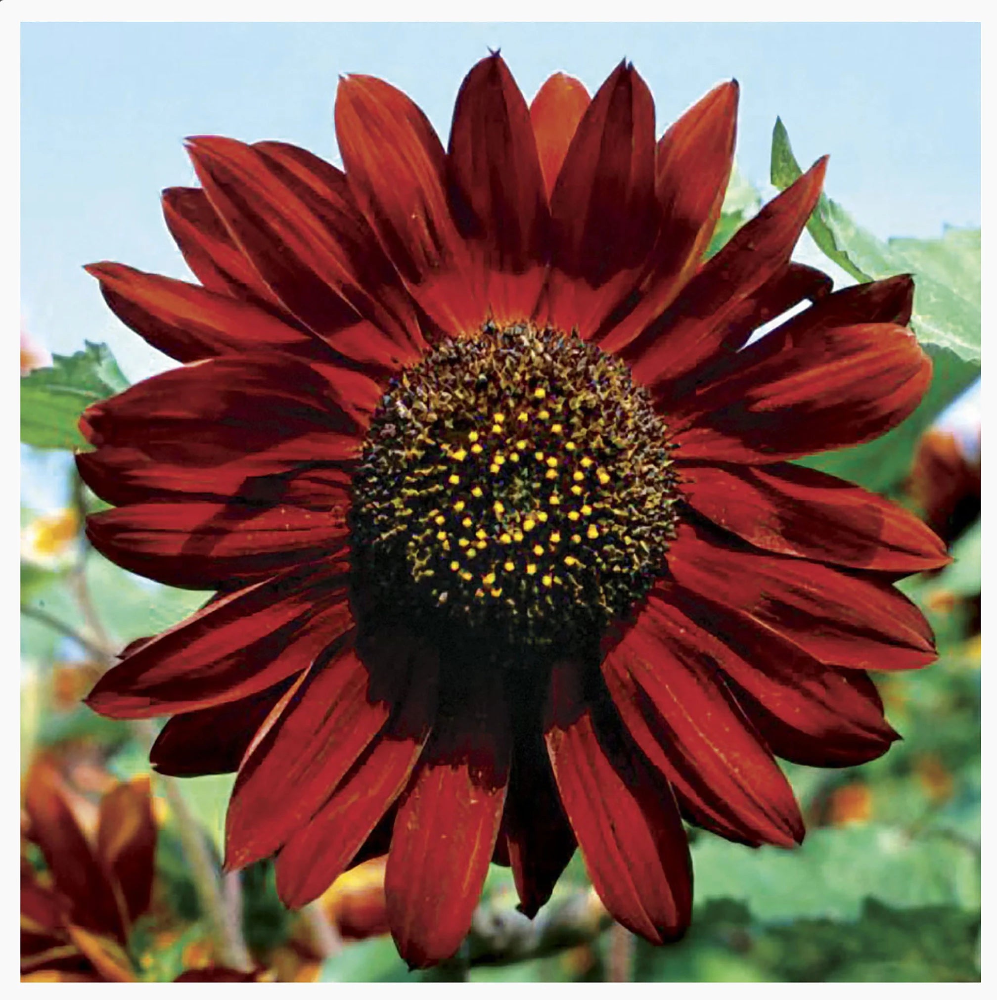 Maroon SunFlower seeds for Planting - Colorful Display, Heirloom & GMO Free Seeds for Home Garden
