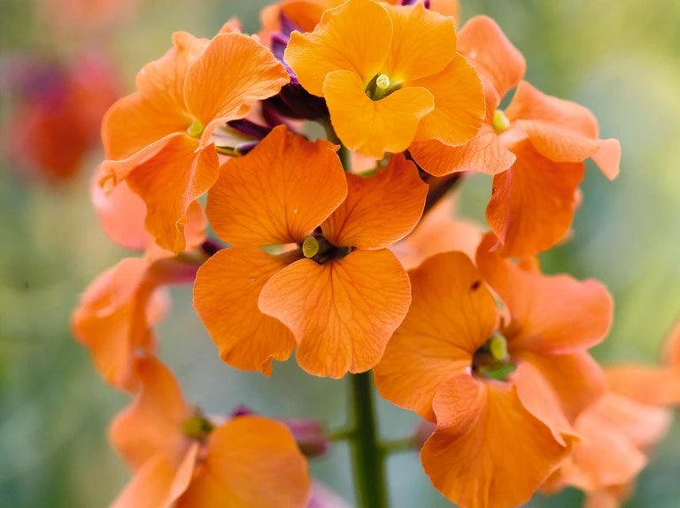 Orange Erysimum Aliionii Flower seeds for Planting - Premium Quality, Heirloom & GMO Free Seeds for Home Garden
