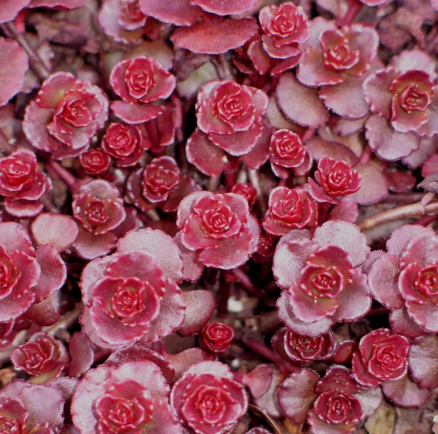 Sedum Succulent Burgundy Planting - Seeds for Hardy and Colorful Growth, Ideal for Unique