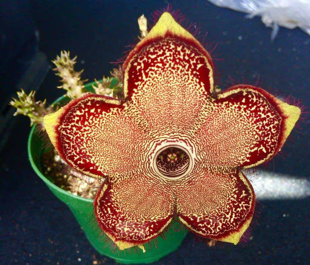 Edithcolea Flower seeds for Planting - Seasonal Bloomer, Heirloom & GMO Free Seeds for Home Garden