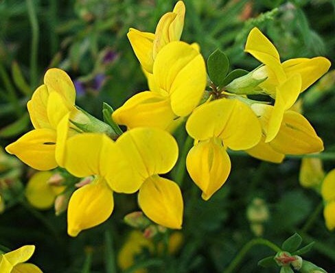 Birdsfoot Flower seeds for Planting - Sun Loving, Heirloom & GMO Free Seeds for Home Garden