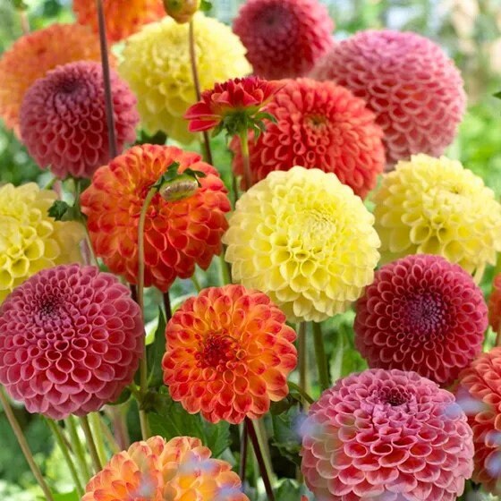 Mix Dahlia Fantasy Flower seeds for Planting - Drought Tolerant, Heirloom & GMO Free Seeds for Home Garden