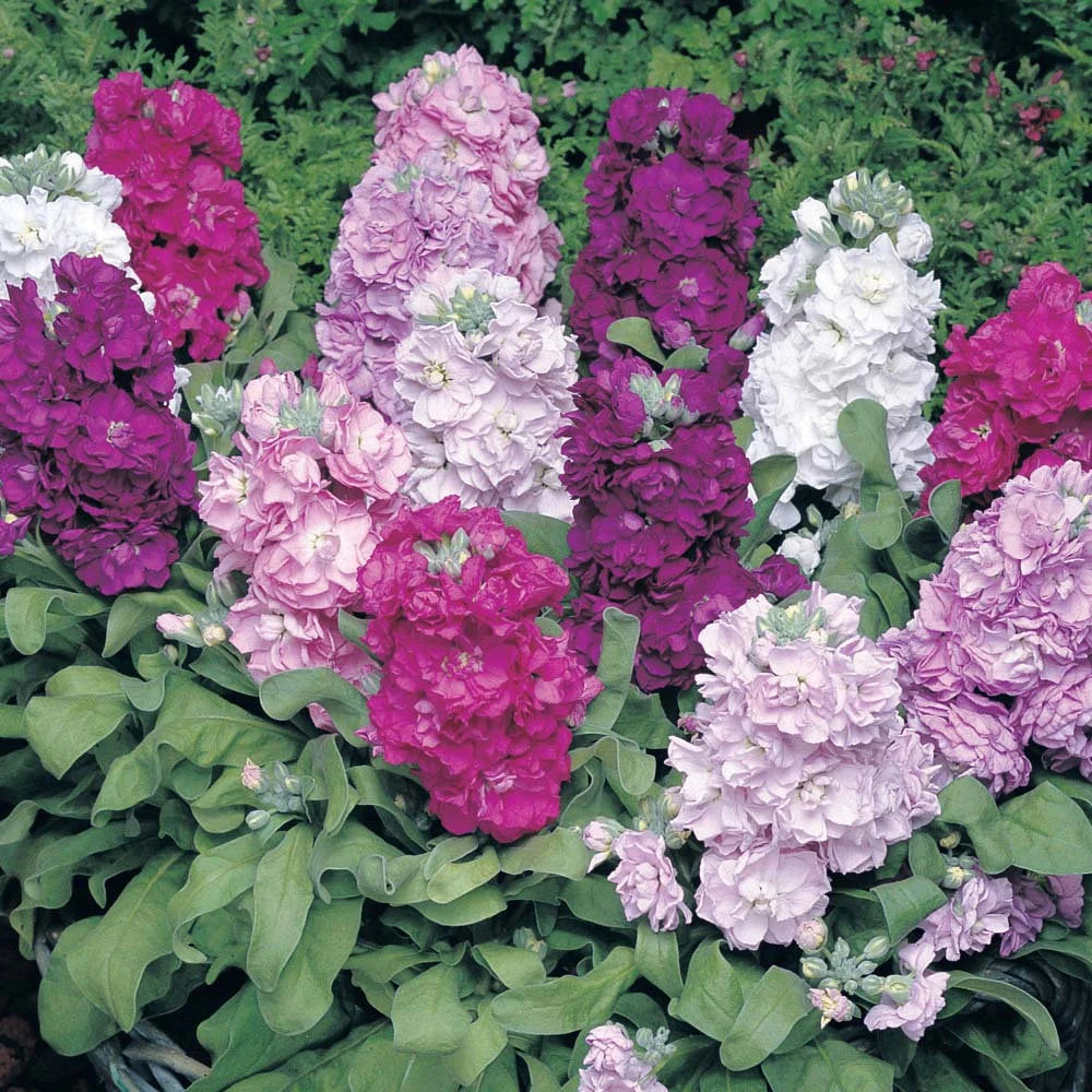 Mixed Matthiola Incana Flower seeds for Planting - Bright Blooms, Heirloom & GMO Free Seeds for Home Garden