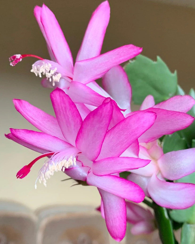 White Pink Zygocactus Truncatus Flower seeds for Planting - Long Bloom Season, Heirloom & GMO Free Seeds for Home Garden