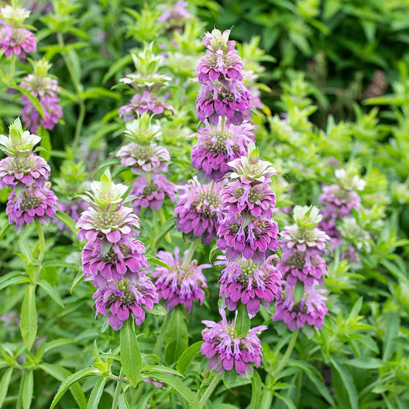 Purple Lemon Bee Flower seeds for Planting - Drought Tolerant, Heirloom & GMO Free Seeds for Home Garden