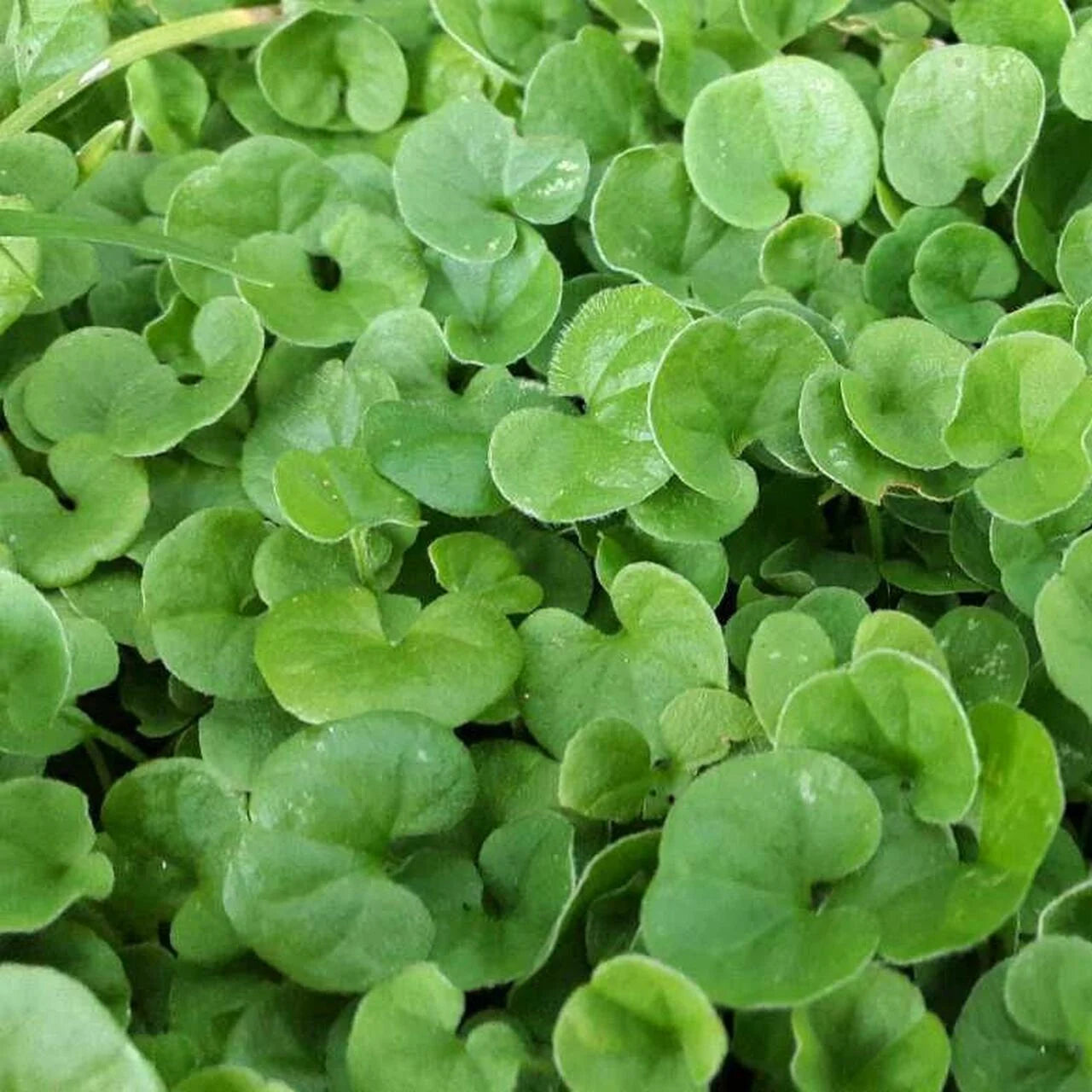 Green Dichondra Repens Lawn Flower seeds for Planting - Cut Flower Favorite, Heirloom & GMO Free Seeds for Home Garden