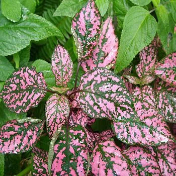 Red Hypoestes Flower seeds for Planting - Long Bloom Season, Heirloom & GMO Free Seeds for Home Garden