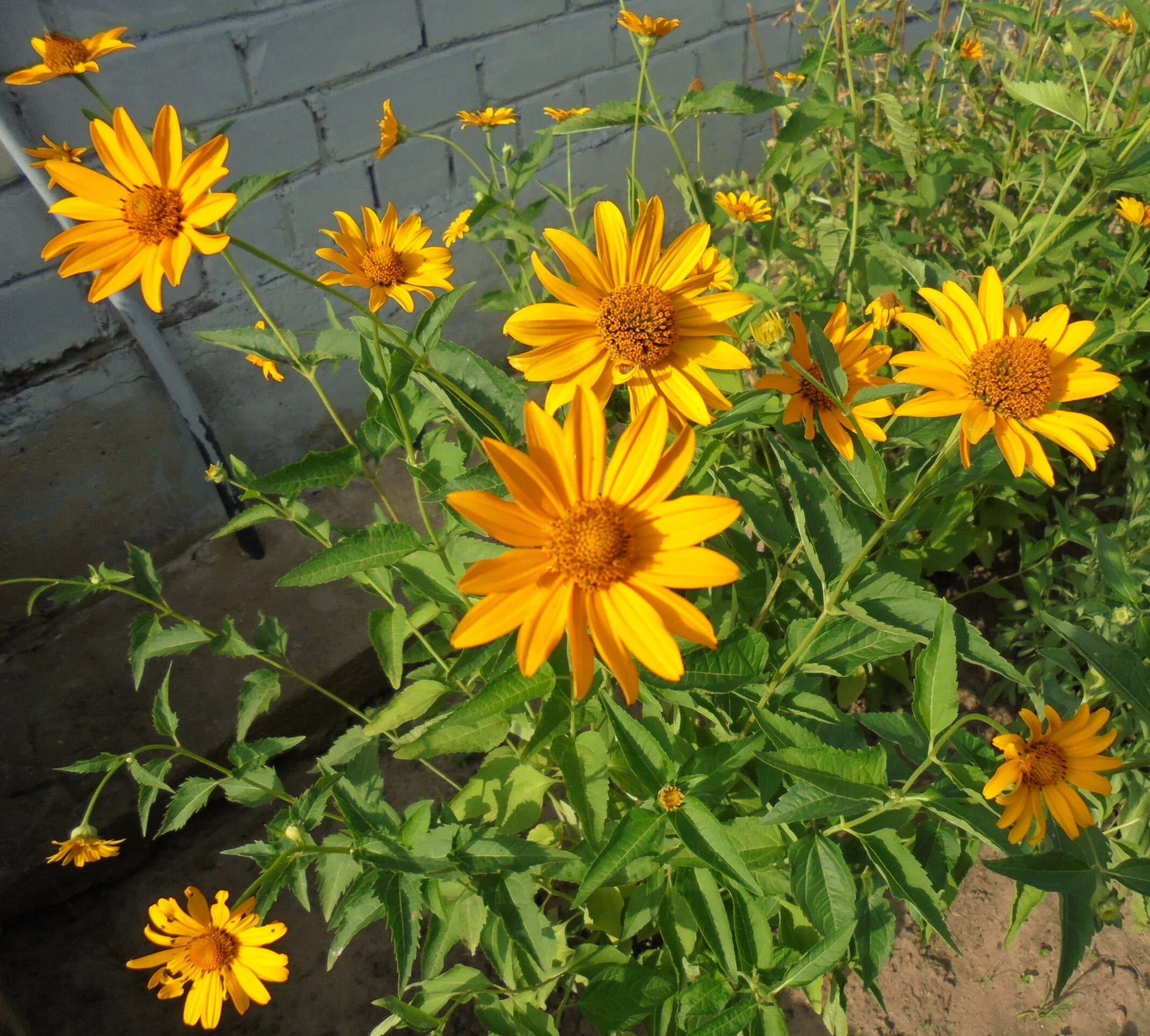 Tithonia Diversifolia Flower seeds for Planting - Garden Favorite, Heirloom & GMO Free Seeds for Home Garden