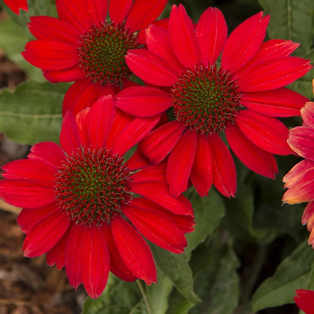 Red SunFlower seeds for Planting - Vibrant Colors, Heirloom & GMO Free Seeds for Home Garden
