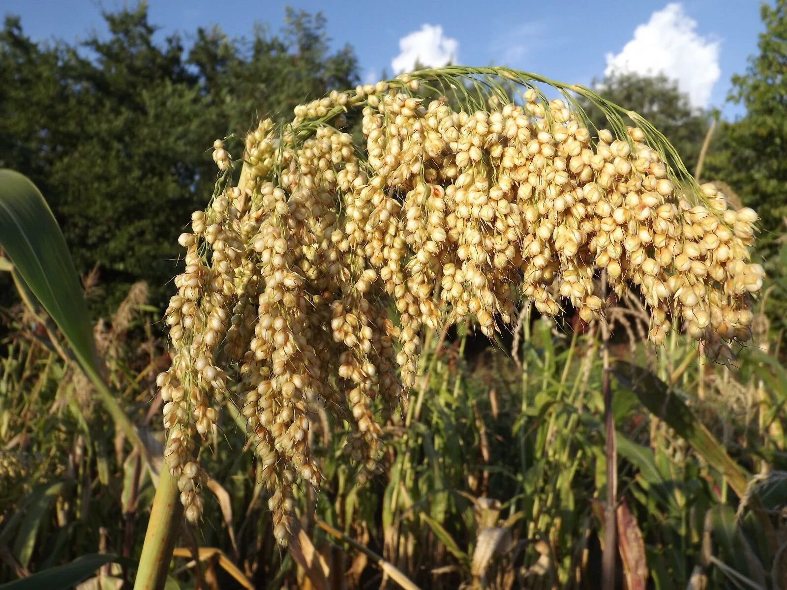 Tarahumara Sorghum Seeds for Planting