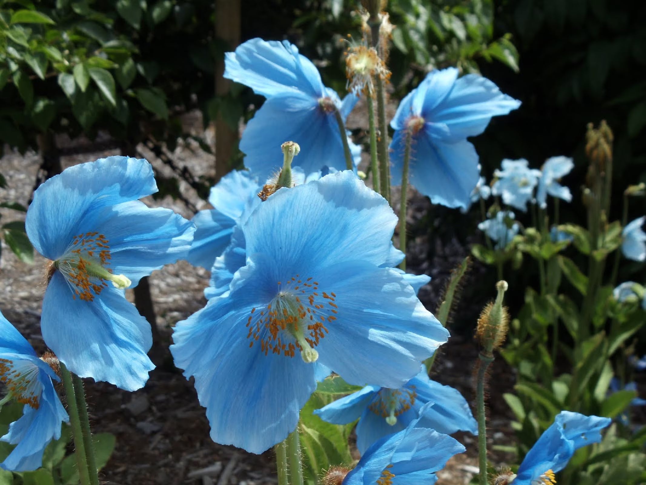 Meconopsis Flower seeds for Planting - Vibrant Colors, Heirloom & GMO Free Seeds for Home Garden