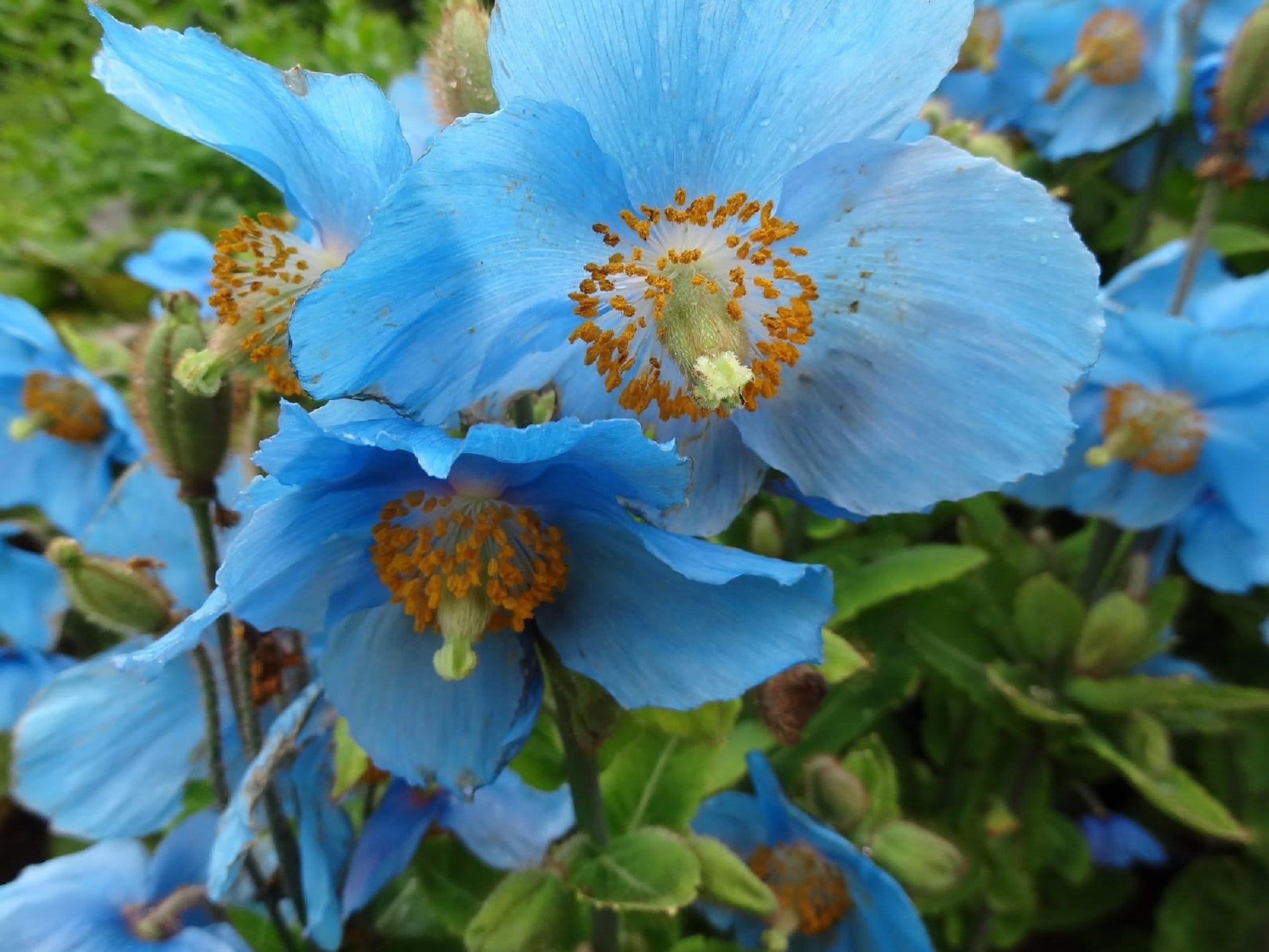 Meconopsis Flower seeds for Planting - Vibrant Colors, Heirloom & GMO Free Seeds for Home Garden